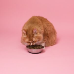 Cat - Eat